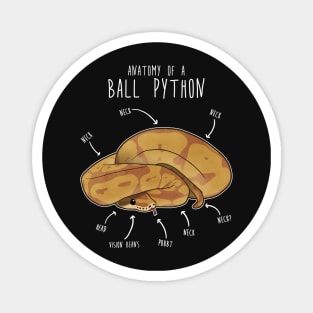 Anatomy of a Caramel Ball Python Magnet